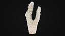Acropora Florida 01