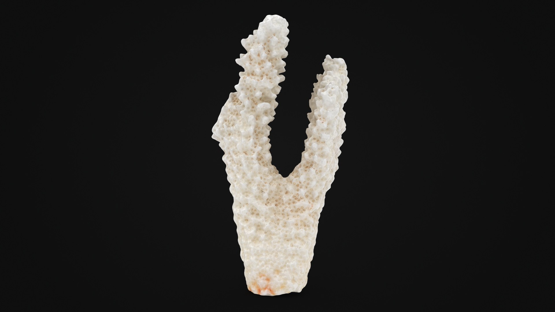 3D White Coral Collection https://p.turbosquid.com/ts-thumb/J8/TKERBg/dn/acroporaflorida01_a0001/jpg/1790129504/1920x1080/fit_q87/7fda9119bc8e3c090d8dbb8aa5850514aeba44ba/acroporaflorida01_a0001.jpg