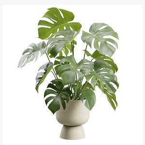 Monstera Deliciosa Beige Planter