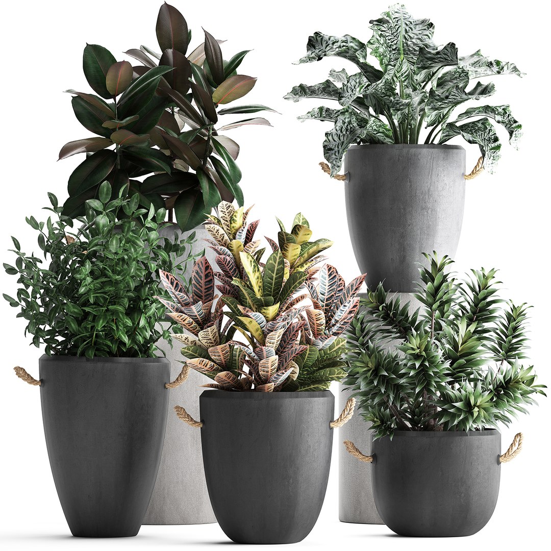 3d Houseplants Exotic Plants - Turbosquid 1464116