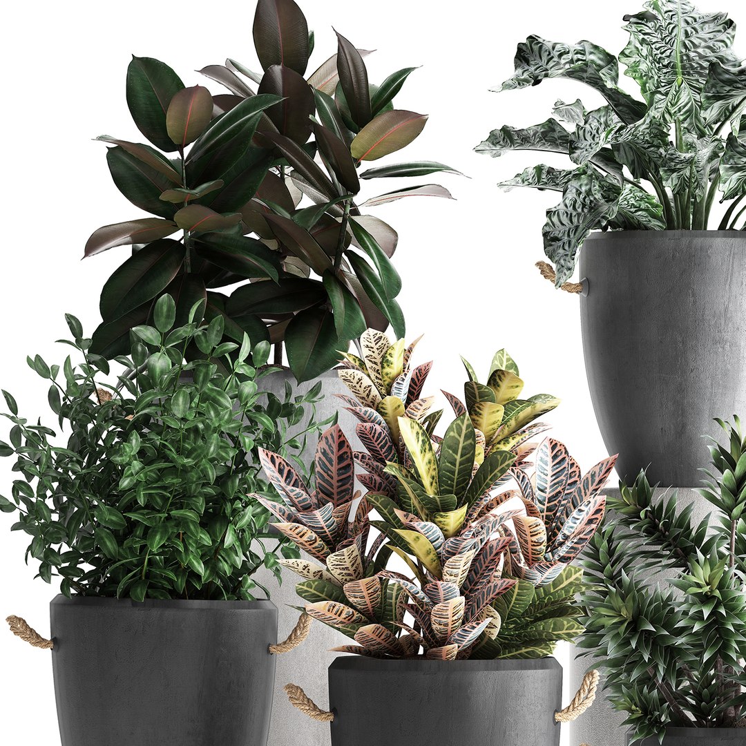 3D Houseplants Exotic Plants - TurboSquid 1464116