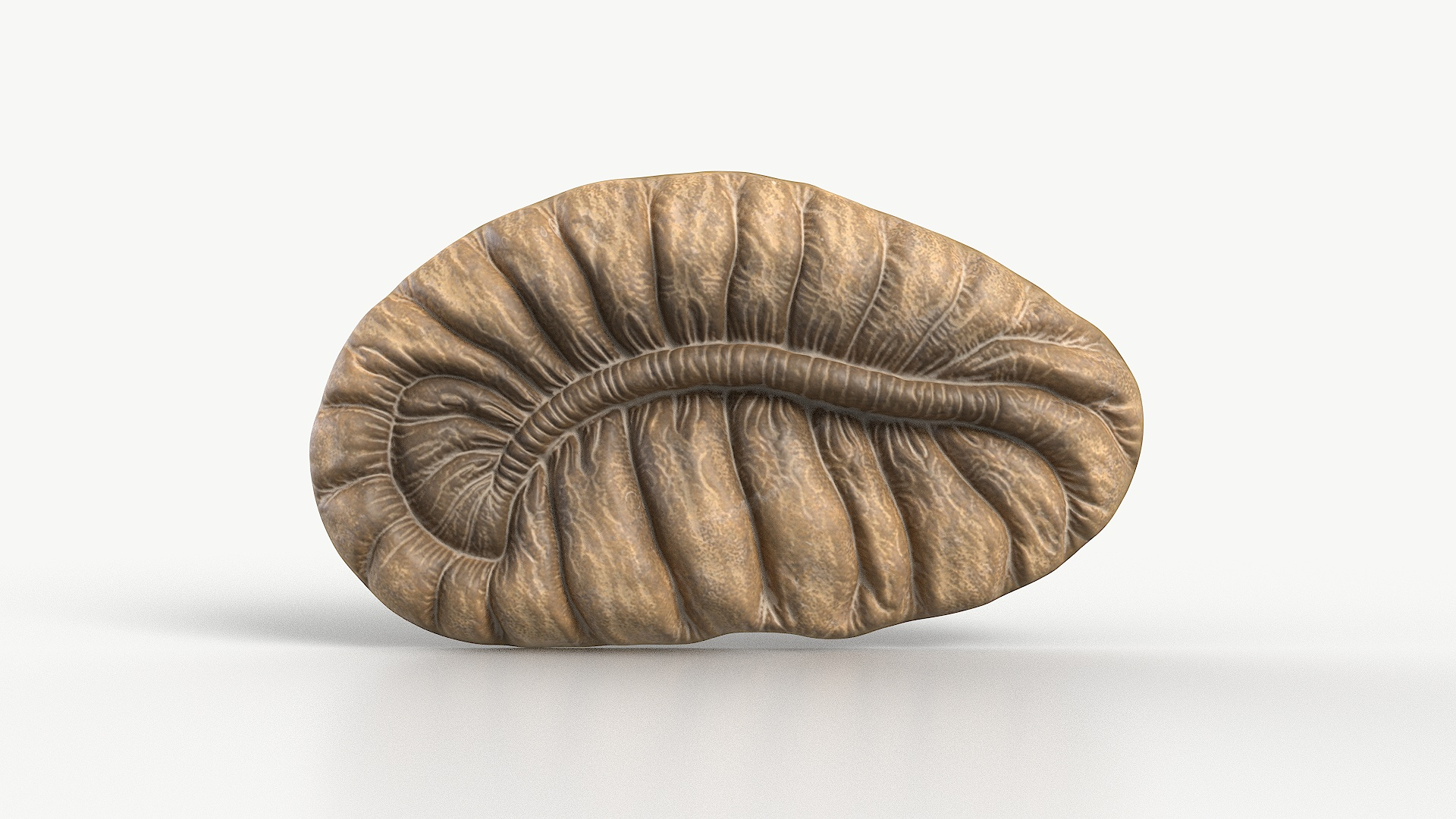 Ancient Fossil 2009 Textured 3D Model - TurboSquid 2299865