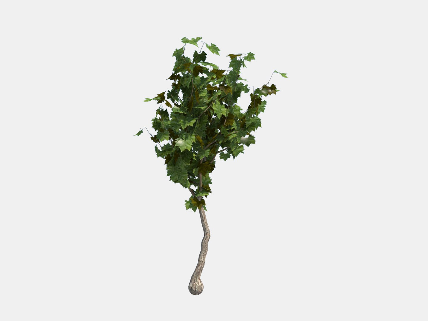 3d Model Pack Vineyard