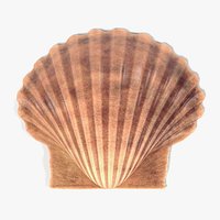 Pecten Fumatus