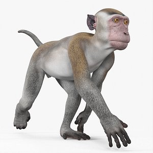 Walking Rhesus Macaque Monkey Gray