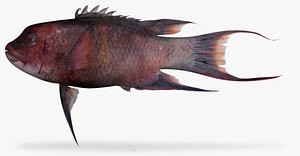 mexican hogfish 3D model