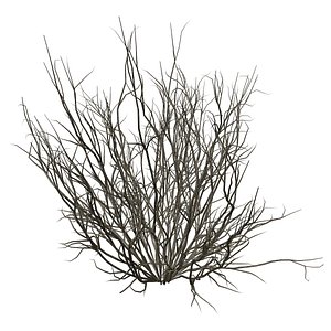 Broom Snakeweed Bush - 08 - 3D model