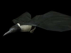 Crow