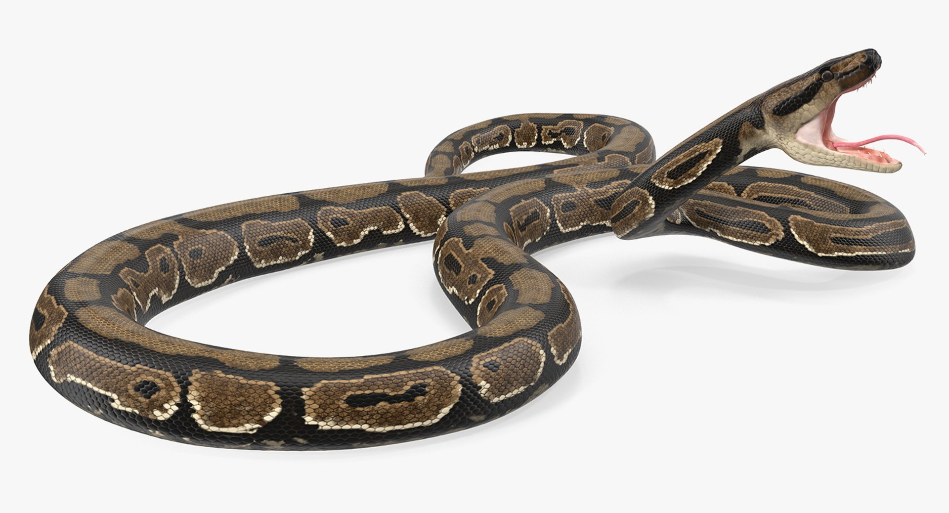 Python snake dark brown colour snake 3D model - TurboSquid 1958339