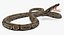 Brown Python Snake Rigged for Cinema 4D