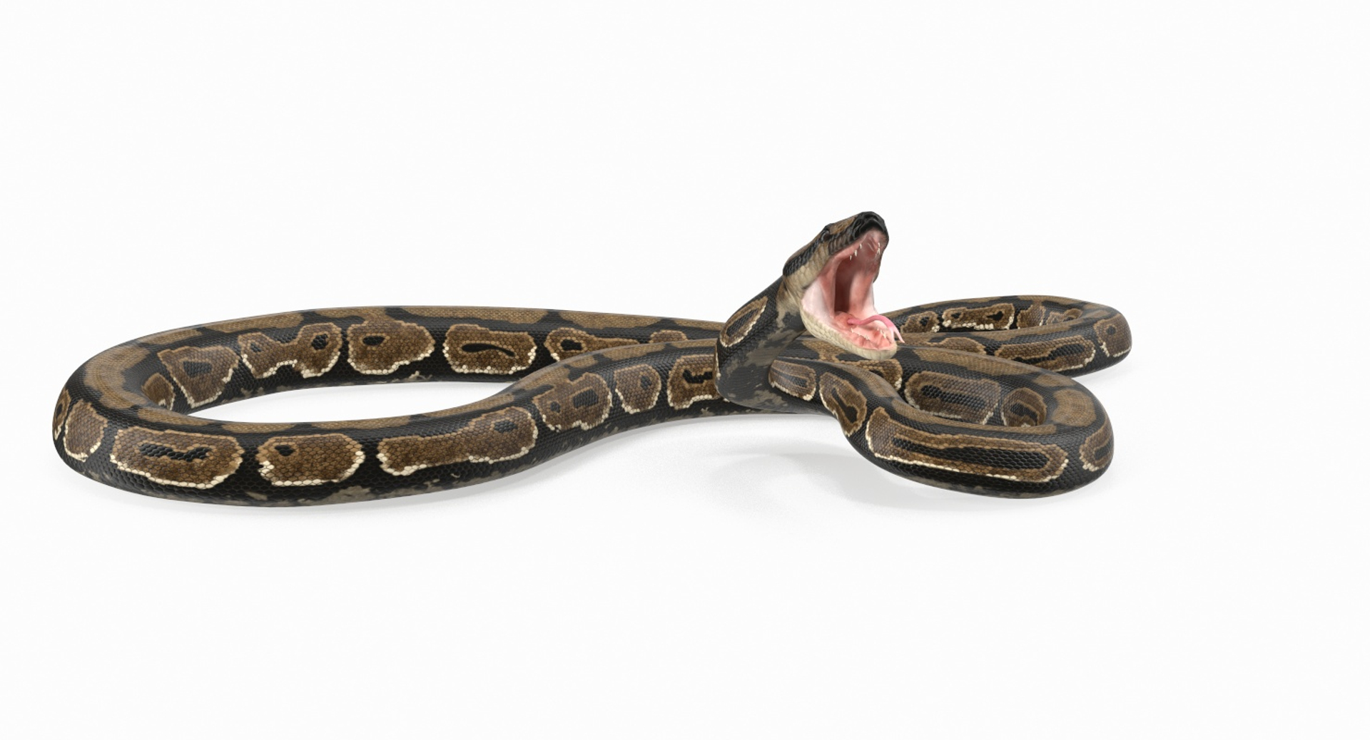 Python snake dark brown colour snake 3D model - TurboSquid 1958339