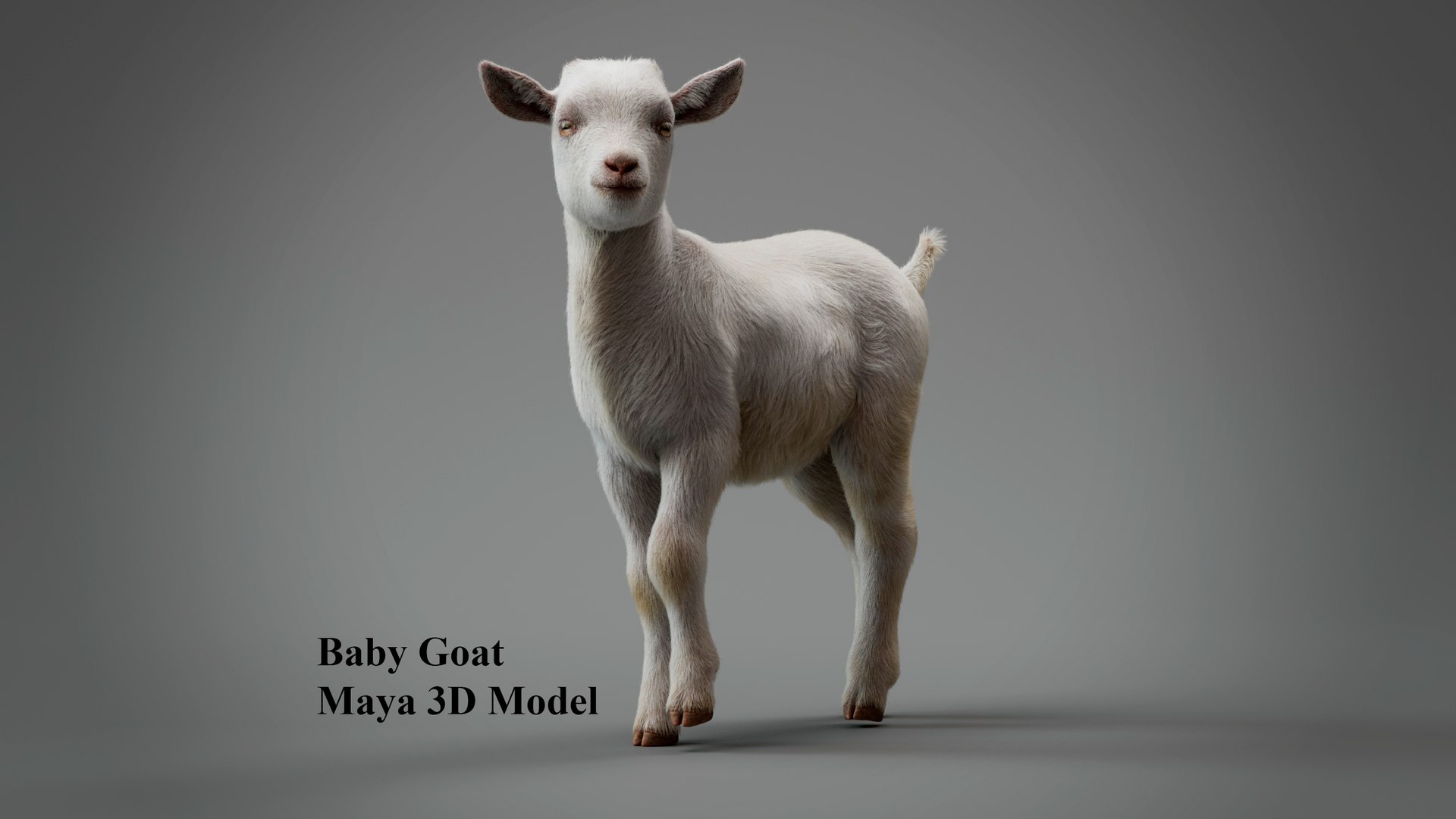 Realistic Little Baby Goat With Fur Faceial Rig3D Model 3D Model ...