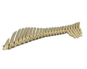 3D animal spine bones