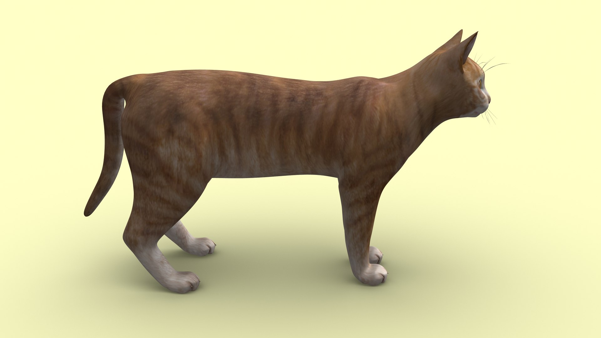 Cat Orange Tabby 3D Model - TurboSquid 2317784
