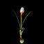 Crocus Pestalozzae