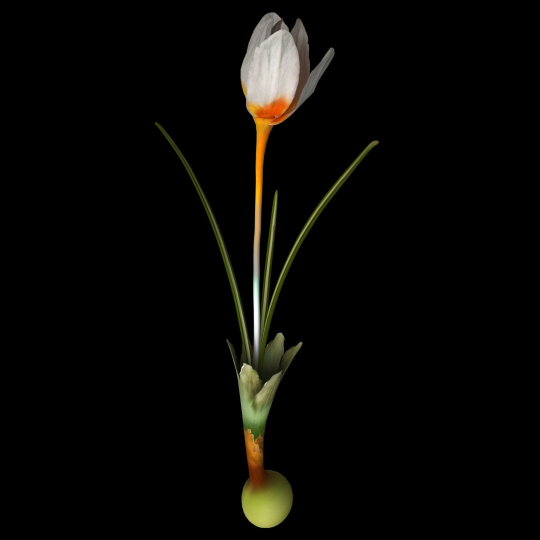 3D flowers open animation model https://p.turbosquid.com/ts-thumb/J9/Y6A1EO/71MaitJK/010/jpg/1594217232/1920x1080/fit_q87/908c10754425cc7d9ae67b0e18cc0ab7b91c143f/010.jpg