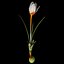 Crocus Pestalozzae