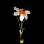 Crocus Pestalozzae