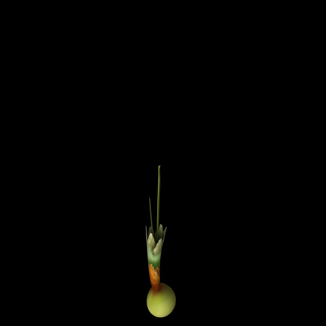 3D flowers open animation model https://p.turbosquid.com/ts-thumb/J9/Y6A1EO/FpTJig1U/07/jpg/1594217232/1920x1080/fit_q87/c39c60ff9835c28e3a5cec8954f3ff12da12462e/07.jpg