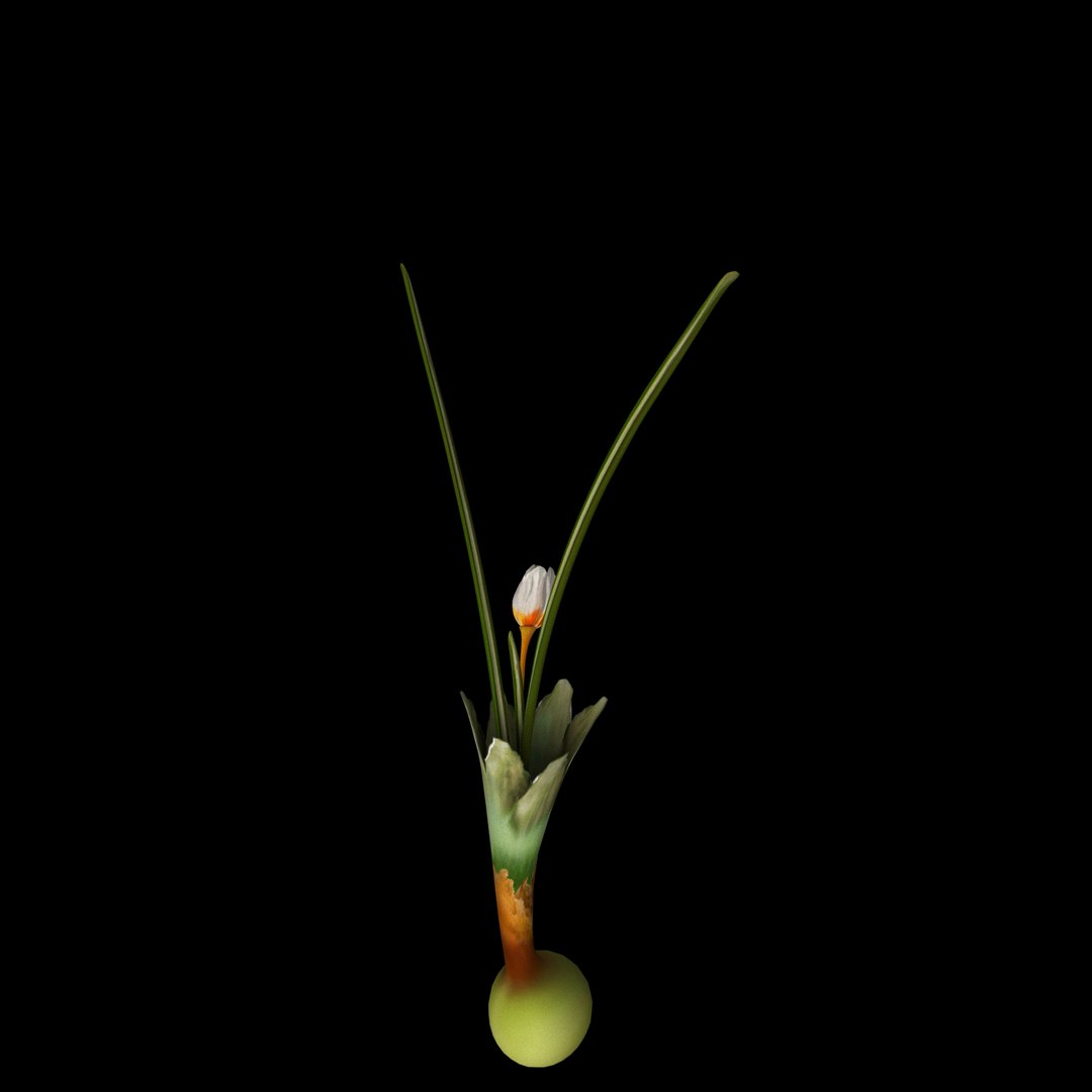 3D flowers open animation model https://p.turbosquid.com/ts-thumb/J9/Y6A1EO/KHPb8p7D/08/jpg/1594217232/1920x1080/fit_q87/be2db8149ddc3b7c3607f91a06e77884149c15c3/08.jpg