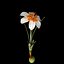 Crocus Pestalozzae