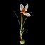 Crocus Pestalozzae