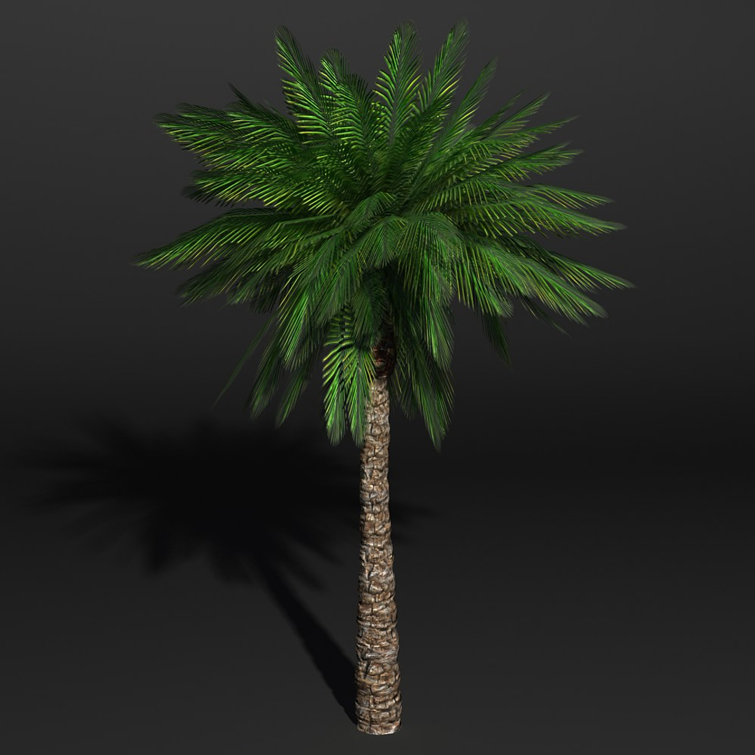 Date Palm Dwg
