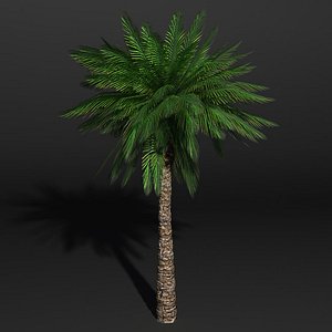 date palm dwg