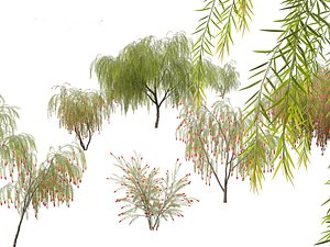 Callistemon viminalis - Weeping bottlebrush 3D