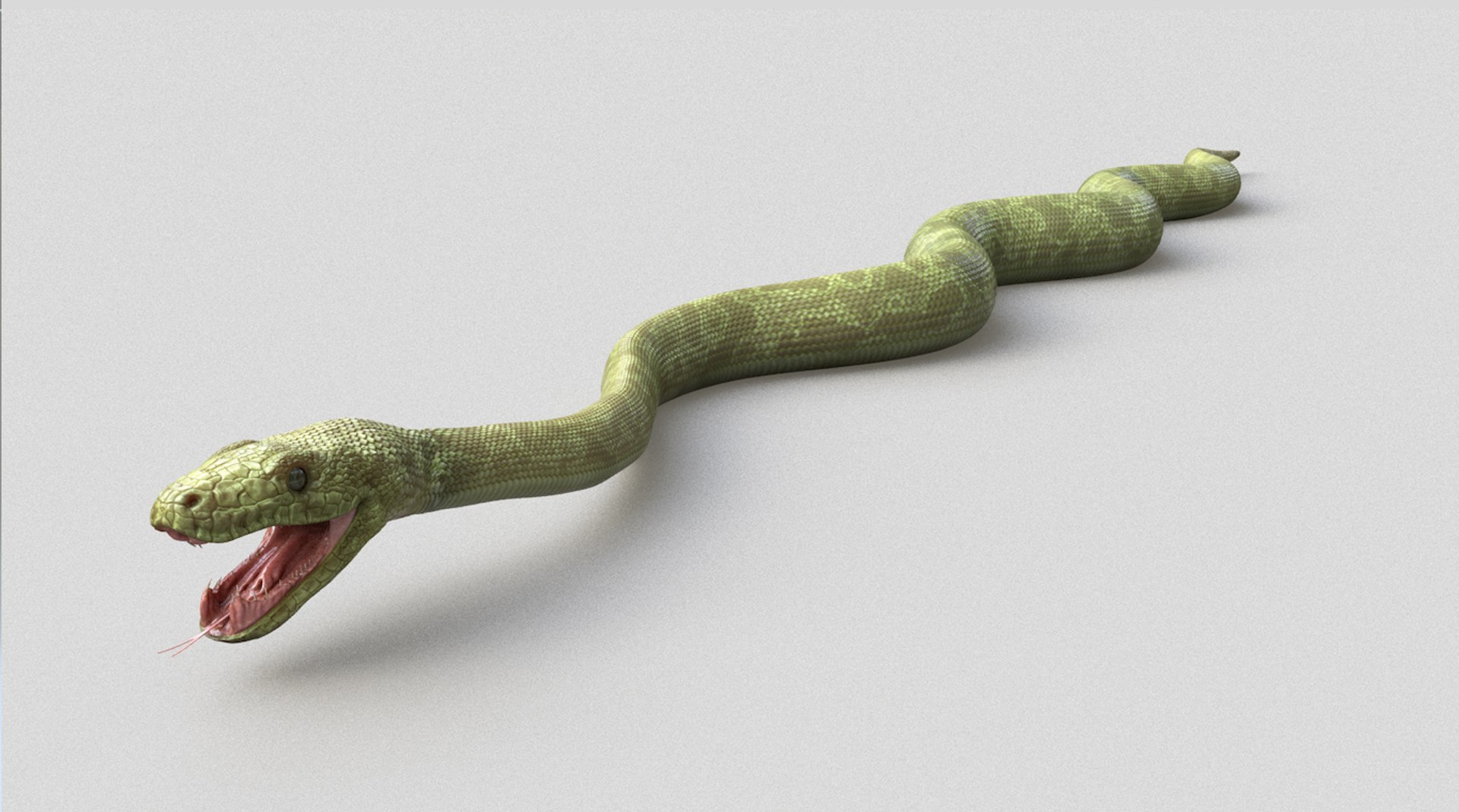 3D Boa Green Model - TurboSquid 1345334