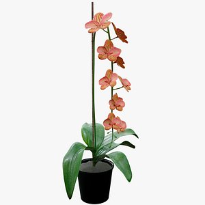 3D realistic orange orchid plant