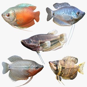 Gourami Fish Collection