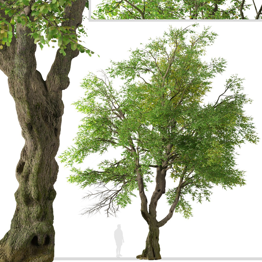 Set Of Oregon Ash Or Fraxinus Latifolia Tree 3D Model - TurboSquid 1967030