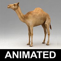 Dromedary camel animated