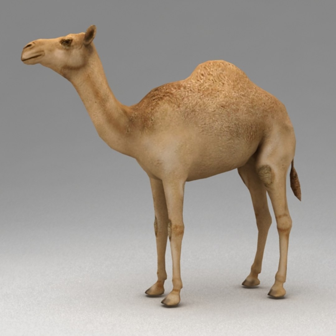 rigged dromedary camel walk animation 3d model https://p.turbosquid.com/ts-thumb/JA/AO4Bu9/oyVbVCFu/camel_v1/jpg/1299759664/1920x1080/fit_q87/5c575e0318ba48f24a359f387ff8583e47a33524/camel_v1.jpg