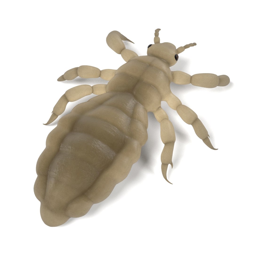 Lice Set 3d Model