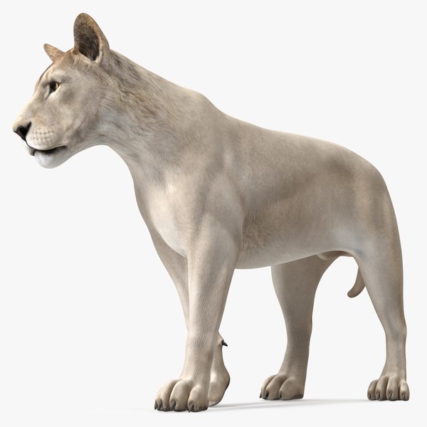 3D White Young Lion Walking Pose