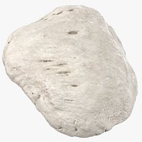 Real Human Patella Bone Kneecap 01 White