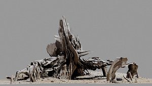 Dead Tree 003