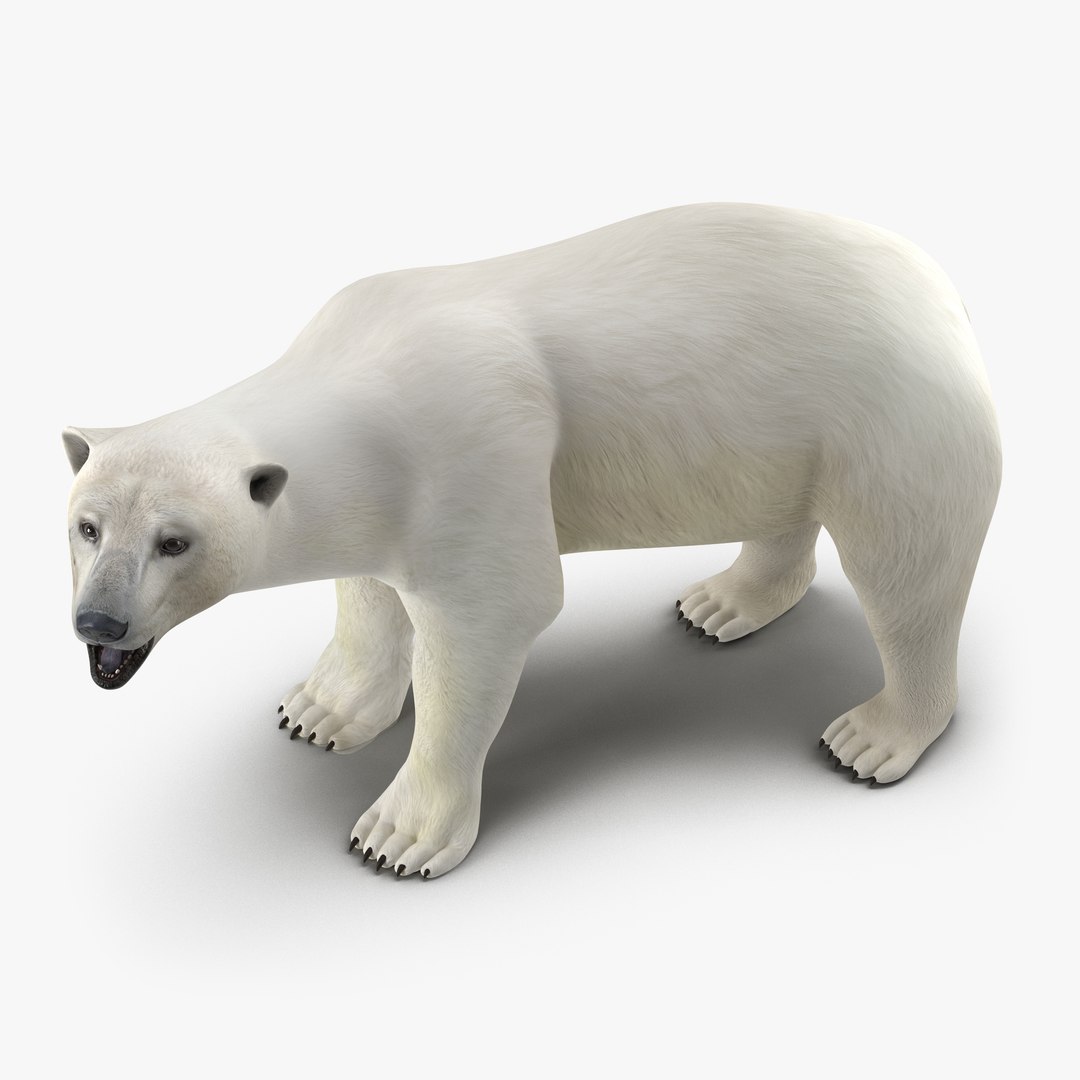 Polar Bear Rigged 3D Model 3D model preview