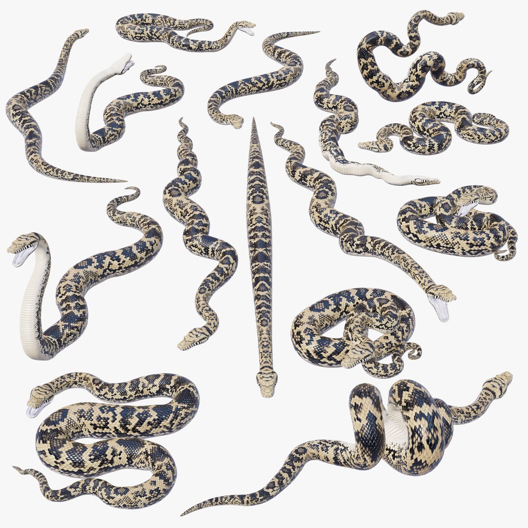 Scrub Python - Static Poses 3D model - TurboSquid 2020575