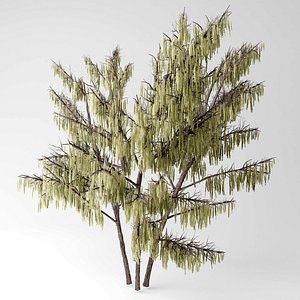 hazel tree 3D model