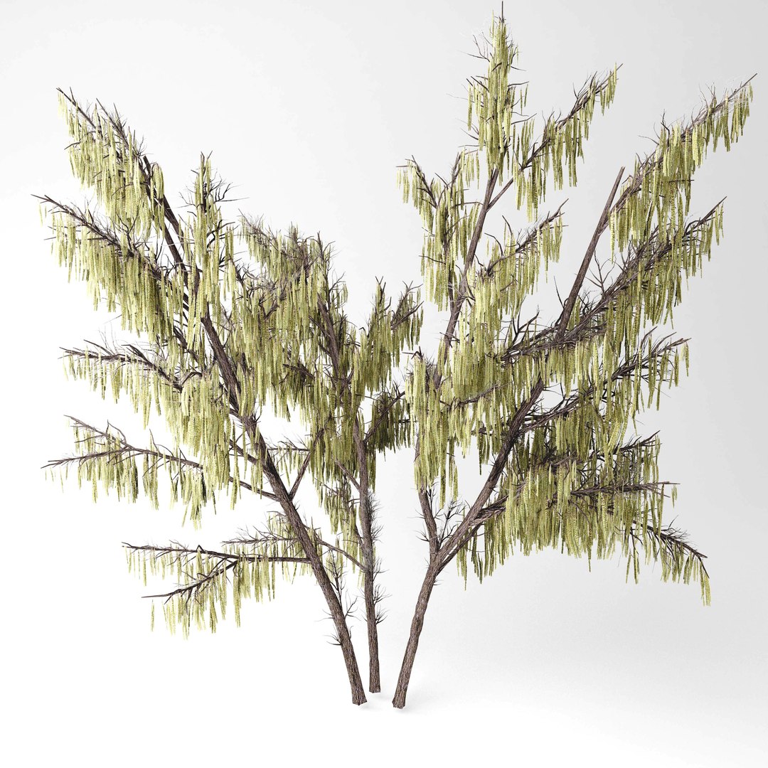 Hazel Tree 3D Model - TurboSquid 1474436