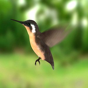 3d colibri bird