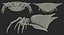 Spiny Orb Weaver Spider 3D Model