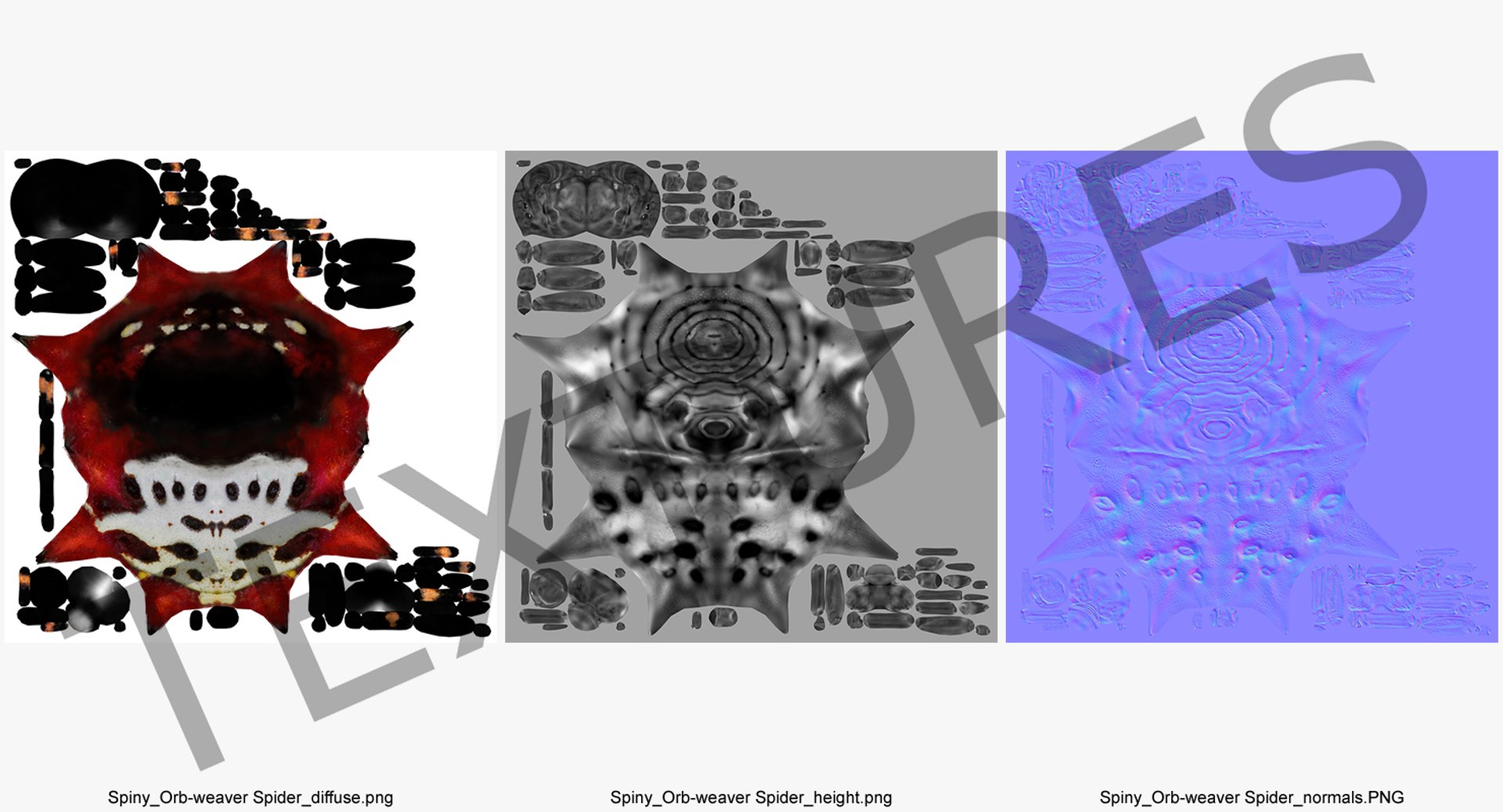 spiny orb weaver spider 3D model https://p.turbosquid.com/ts-thumb/JA/j1Ww49/J9hlNGuQ/spinyorbweaverspidervray3dmodel013/jpg/1498019811/1920x1080/fit_q87/03eebea8ba20e76f912d42c45432e6f4a13944ce/spinyorbweaverspidervray3dmodel013.jpg