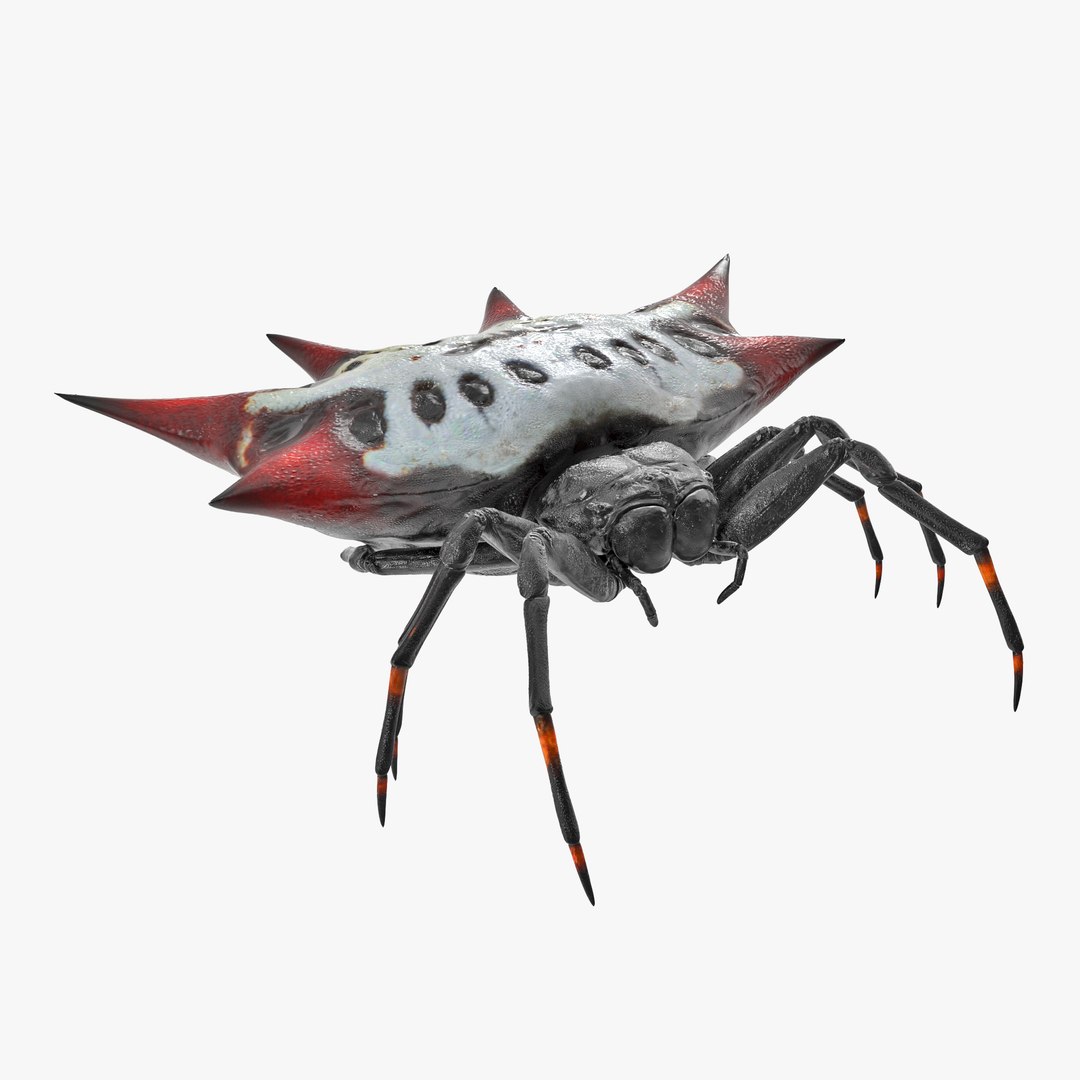 spinyorbweaverspidervray3dmode