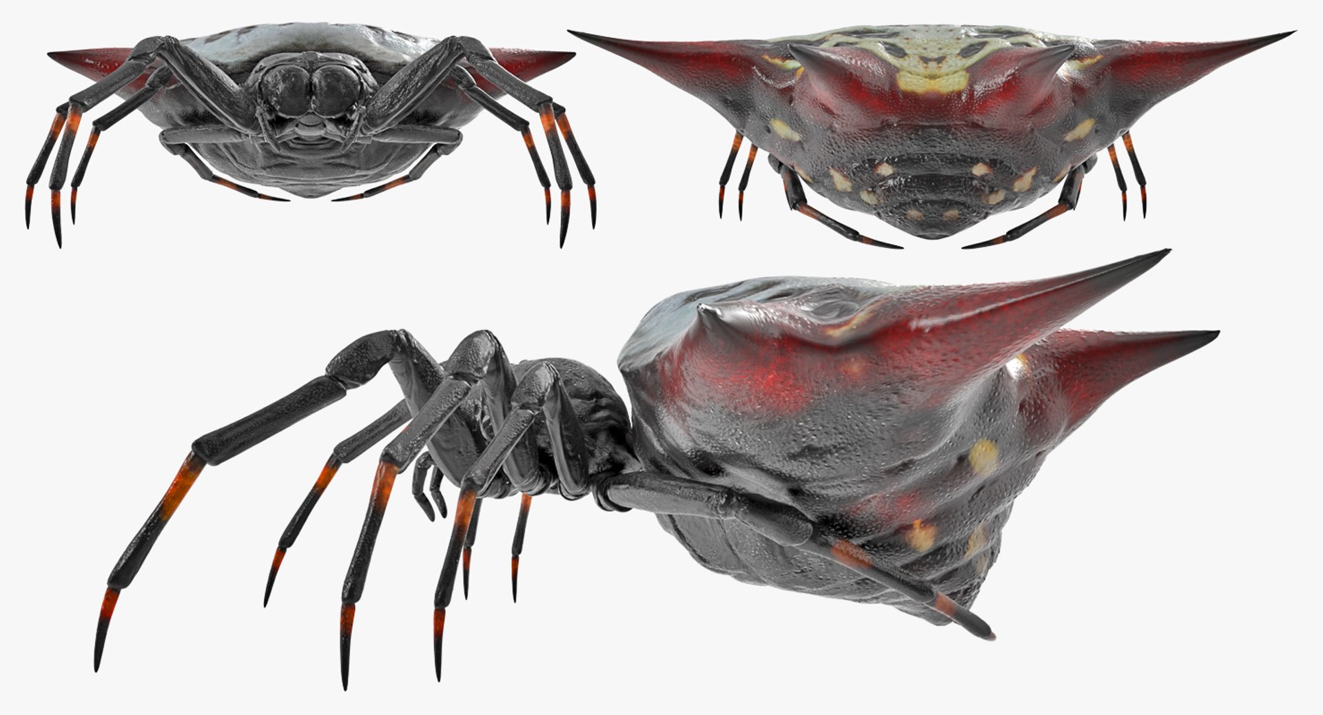spiny orb weaver spider 3D model https://p.turbosquid.com/ts-thumb/JA/j1Ww49/c1U7Oeai/spinyorbweaverspidervray3dmodel007/jpg/1498019810/1920x1080/fit_q87/3fc619a8c9f73d7d95dd7ae7b7e699c0c0b6d051/spinyorbweaverspidervray3dmodel007.jpg