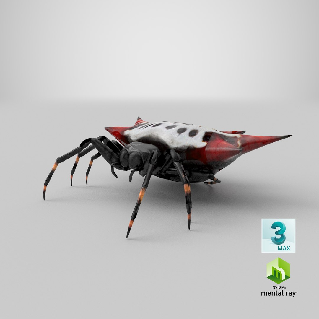 spiny orb weaver spider 3D model https://p.turbosquid.com/ts-thumb/JA/j1Ww49/dv/stemcell_max_mental_ray_render/png/1651230894/1920x1080/fit_q87/a8bdbe31b010c0f980089f6f76a9fdbae3ec7613/stemcell_max_mental_ray_render.jpg