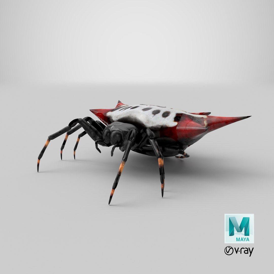 spiny orb weaver spider 3D model https://p.turbosquid.com/ts-thumb/JA/j1Ww49/x8/stemcell_maya_vray_render/png/1651230901/1920x1080/fit_q87/67fd857080de830e2257d44cb03b395b1358f5b3/stemcell_maya_vray_render.jpg